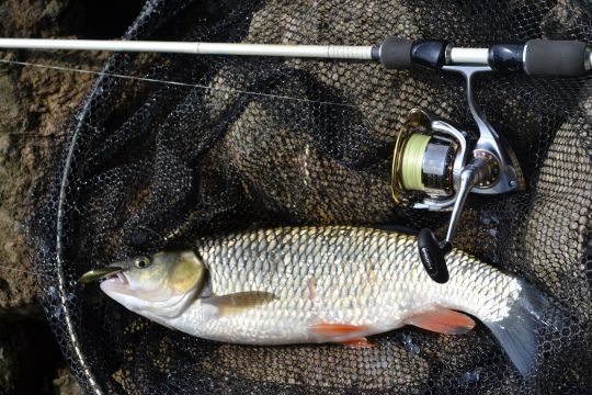 Beau chevaine leurré sur un petit minnow