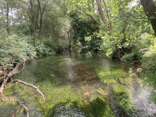 Redécouverte d'une portion d'une belle rivière bretonne bien peuplée en truites fario sauvages