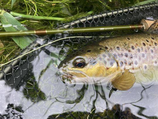 Mon petite sedge en taille 18 fera des merveilles lors de cette sortie !