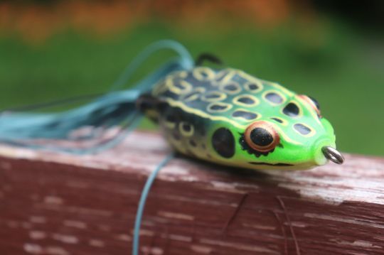 La grenouille est LE leurre pour pêcher le bullseye snakehead !