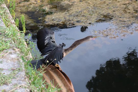 Anhinga d'Amérique.