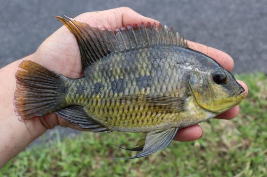Spotted Tilapia femelle.