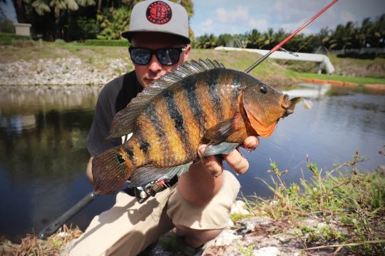 On trouve le Mayan Cichlid à de nombreux endroits !