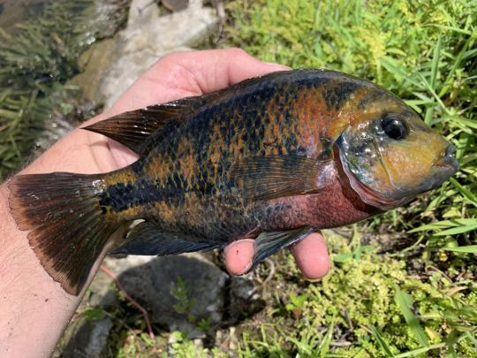 La femelle Redhead Cichlid est plus petite que le mâle.