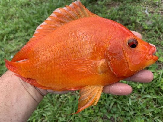 Ce Midas Cichlid est parfaitement rouge.