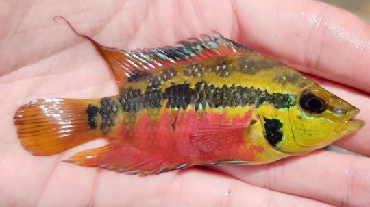 Le Salvini Cichlid est compliqué à trouvé.