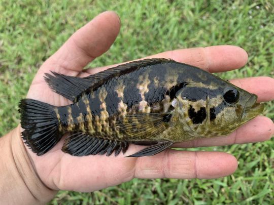 La Jaguar Guapote peut dépasser le kilo !