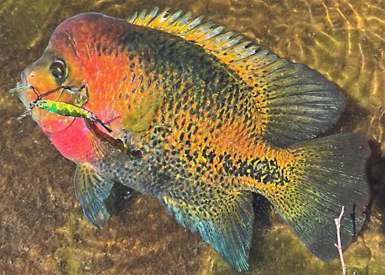 Le mâle Redhead Cichlid est très coloré.