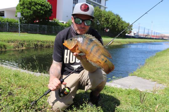 Petit mais combatif !