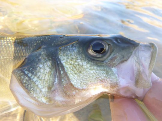 Une technique de pêche qui offre des sensations