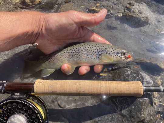 La pêche en tandem permet de faire monter quelques jolies truites sauvage en sèche et cumuler les avantages avec la nymphe suspendue