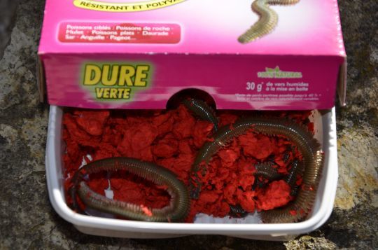 La dure verte ou rouge, un appât efficace sur les oblades.