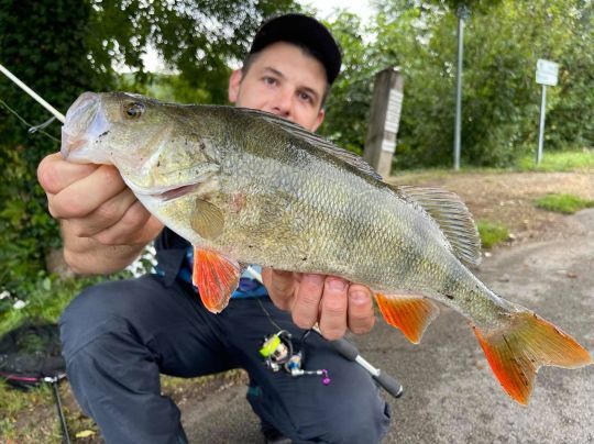 De grosses perches sont présentes à Perigueux