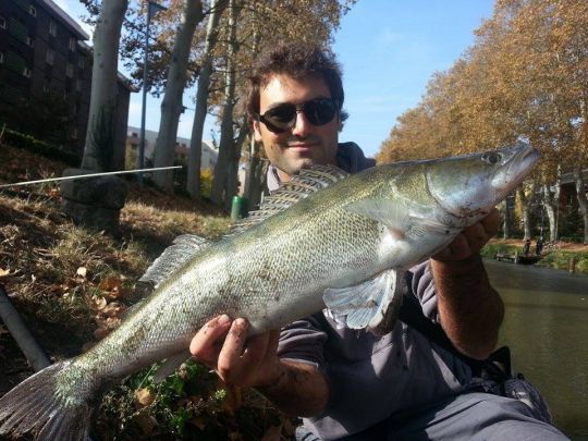 Un gros sandre du canal du midi