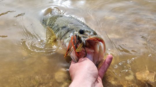 Pêche au leurre des carnassiers.