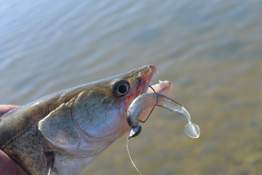 Les texas jig head sont efficaces et faciles à utiliser