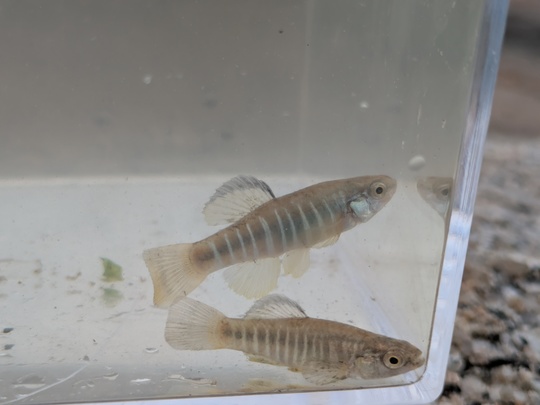 Les aphanius, de la famille des killis sont prisés des aquariophiles