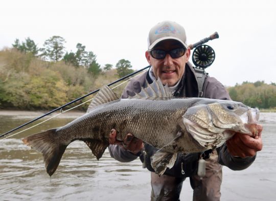 Les gros bars remontent haut dans les estuaires et affectionnent ces zones d'eau saumâtres qui sont très riches. La pêche au streamer peut permettre de toucher des très gros poissons comme ce 76 cm capturé par l'auteur