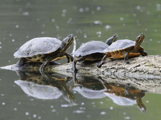 Elle est mimi la tortue...mais surtout elle n'a rien à faire là.