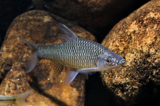 Le Pseudo-rasbora, porteur d'une maladie pour les poissons autochtones.