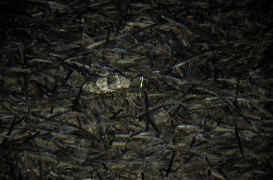 La nuit, un moment propice pour pêcher les seiches.