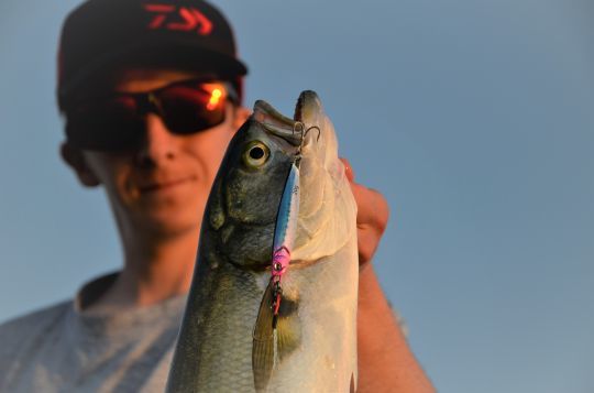 Un prédateur à rechercher à l'aube ou au crépuscule.