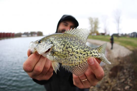 Le crappie est joli et amusant à pêcher