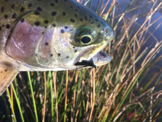 La cormorant est une excellente mouche pour la truite en lac peu importe si elle est utilisée seule ou un autre montage