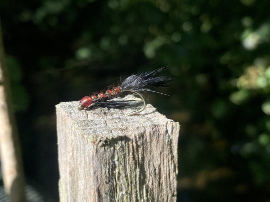 La Diawl Bacj, très utilisée outre-manche est une excellente mouche pour la truite en réservoir