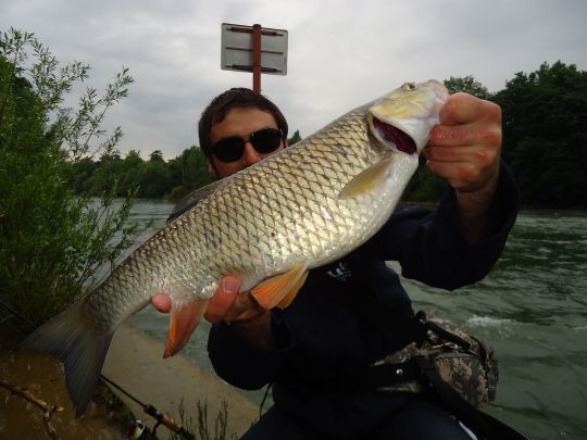 Les chevaines sont aussi actifs après un épisode pluvieux