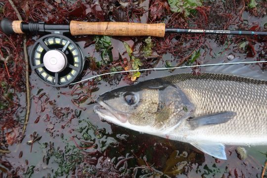 Le moulinet aura une plus ou moins grande importante en fonction de l'espèce recherchée. Ici pour le bar, un moulinet avec un frein étanche et puissant sera à privilégier.