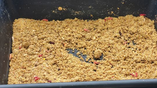 Asticots et pinkies, des appâts à privilégier