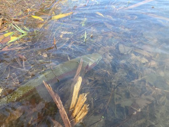 Il aura fallu changer de mouches et de techniques régulièrement pour déjouer la méfiance des truites