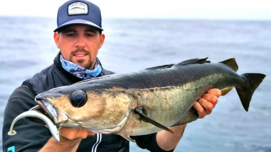 Le parfait contre‑exemple : un très joli lieu pris sur un Crazy Paddle Tail en taille 12 cm. Ce leurre de « petite taille » aura eu raison de ce beau poisson !