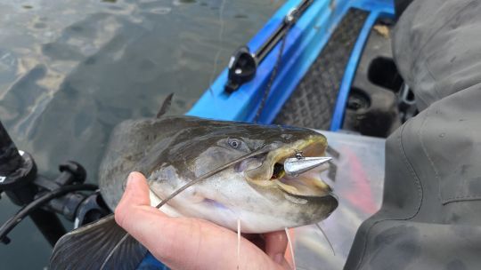Déposer son leurre au plus près du poisson.