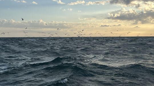 Une chasse d'oiseaux laisse supposer que les bars ne sont pas loin de la surface.