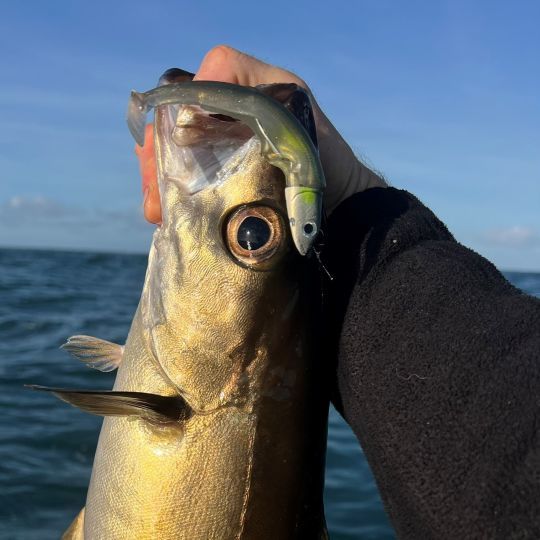 Le Black Minnow est un leurre incontournable . A l'aise dans de multiples situations, il a encore montré toute son efficacité face au lieu jaune. Son hameçon texan en fait un leurre idéal pour pêcher les endroits encombrés ou proches du fond.