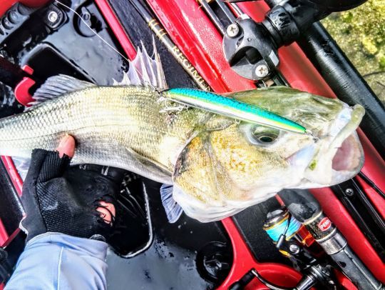 RAFALEA JT de chez Trefle Création