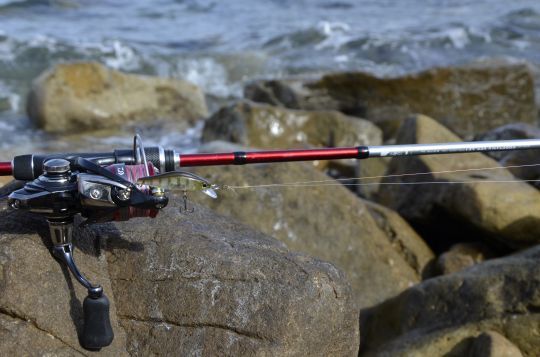 Pêcher les sars aux leurres