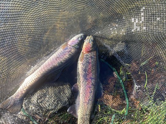 Doublé de truite dans la boule de poisson. Amusant de partager un moment d'euphorie chez les truites!