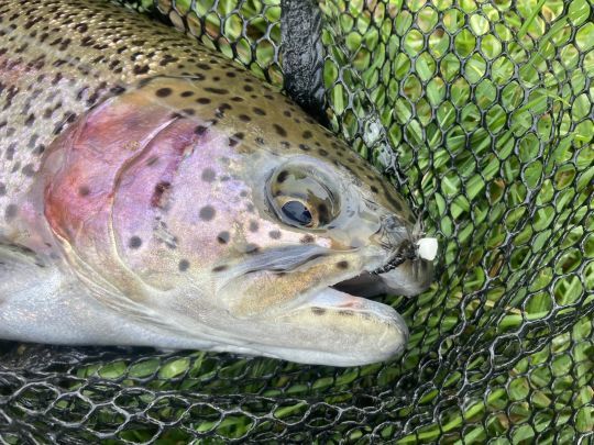 Les truites ont bien répondu à cette mouche. Un emerger noire en taille 12 à flottaison basse. Une pêche à vue très divertissante!
