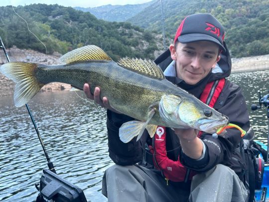 Un shad pour rechercher les carnassiers de différentes façons.