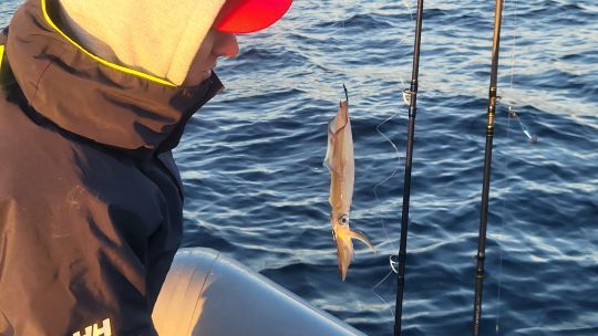Le calamar est un vif de choix pour le denti.