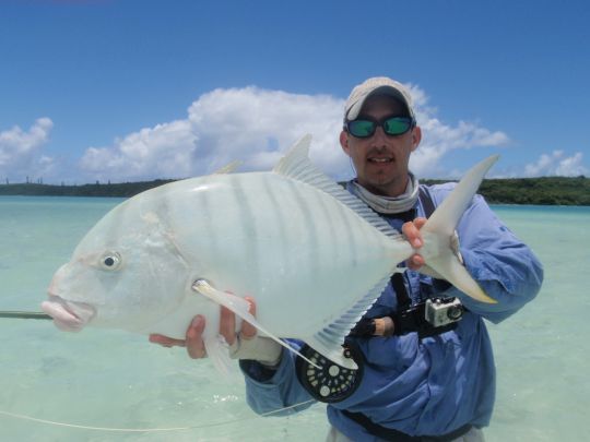 La carangue golden est très amusante à pêcher sur les flats à bonefish calédoniens