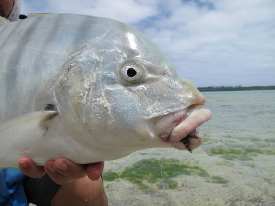 La carangue golden se nourrit sur le fond à la rechercher de crustacés et invertébrés. De belles actions à vue!