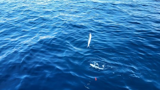 Une pêche fine et ludique.