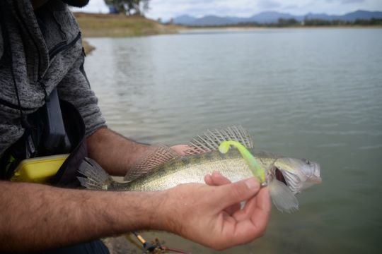 Les coloris chartreux sont excellents mais attention à ne pas négliger les coloris naturels