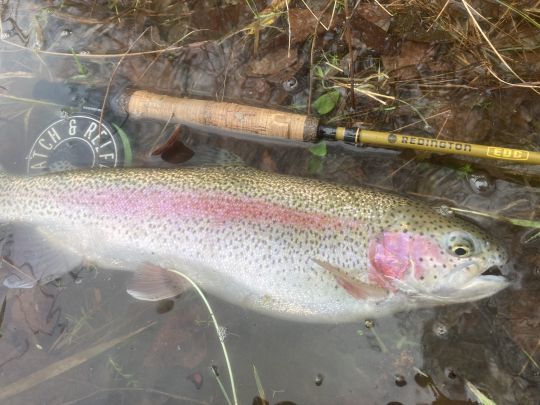 Le Diaw bach est une mouche très prisée par les pêcheurs britanniques notamment en réservoir 
