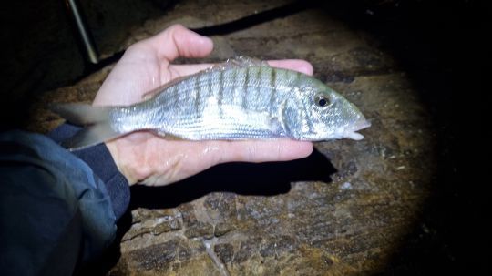 Toujours de quoi s'amuser à pêcher même en hiver.