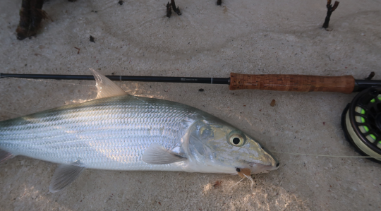 Les imitations de petits crabes sont très efficaces mais souvent peu employés pour le bonefish!